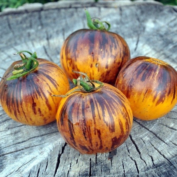 Producto - 150 SEMILLAS DE TOMATE RUSO USSURI TIGER