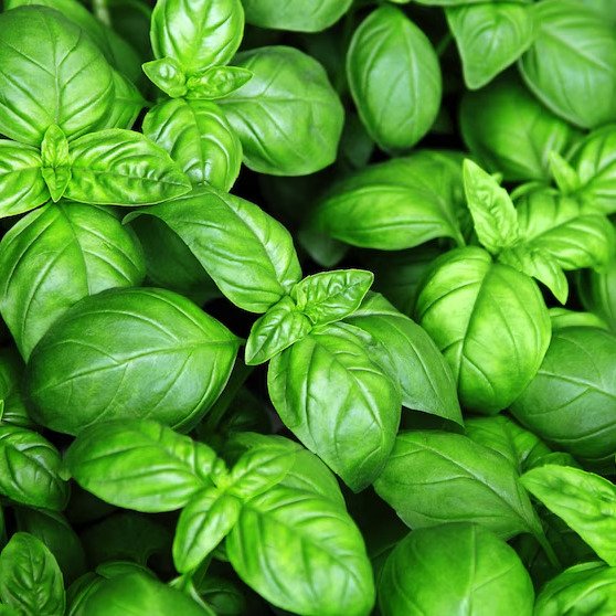 Producto - Albahaca