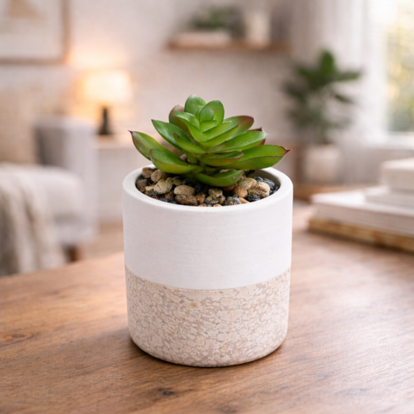 Producto - Maceta símil corcho con planta