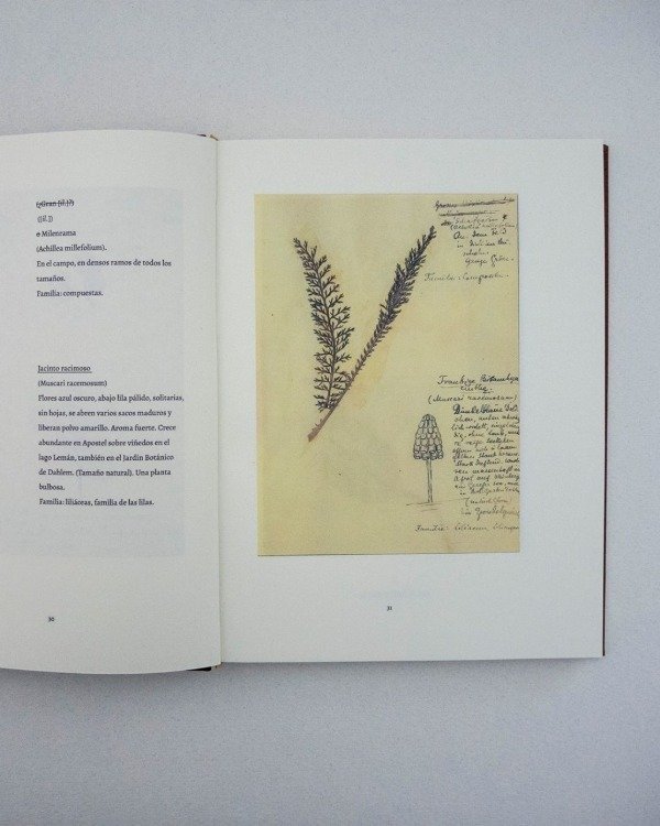 Producto - ROSA LUXEMBURG, HERBARIO - BUCH WALD EDITORIAL - 3