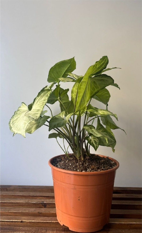 Producto - Syngonium