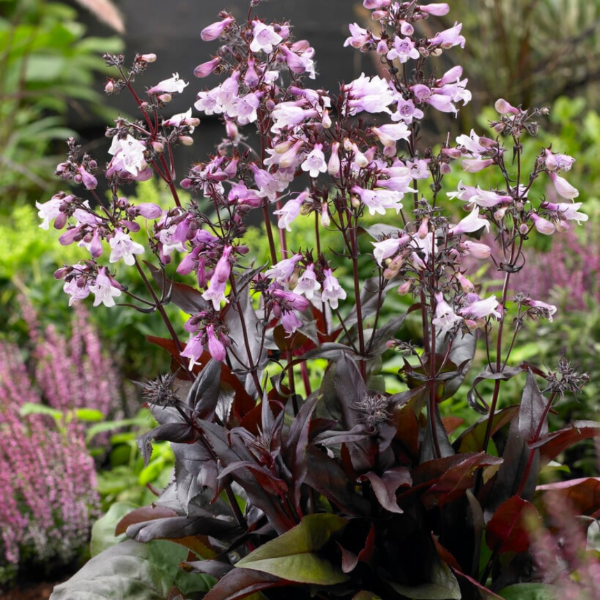 Producto - Penstemon digitalis