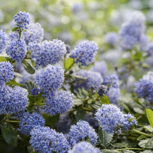 Producto - Ceanothus thyrsiflorus var. Repens - Ceanothus rastrero