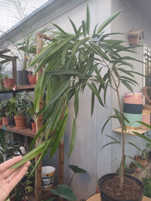 Producto - Ficus Alí - 1