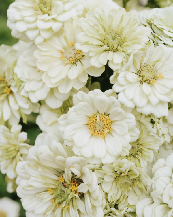 Producto - Zinnia elegans Benary's Giant - 0
