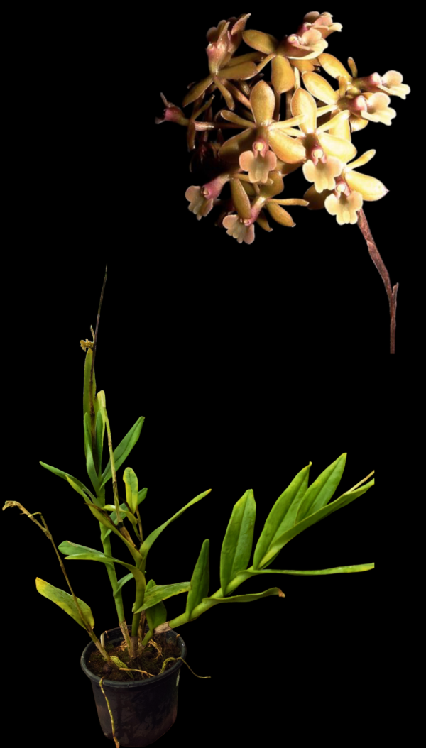 Producto - Epidendrum Anceps