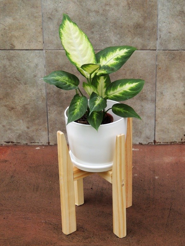 Producto - Diffenbacchia Mariana p32 (a pedido)