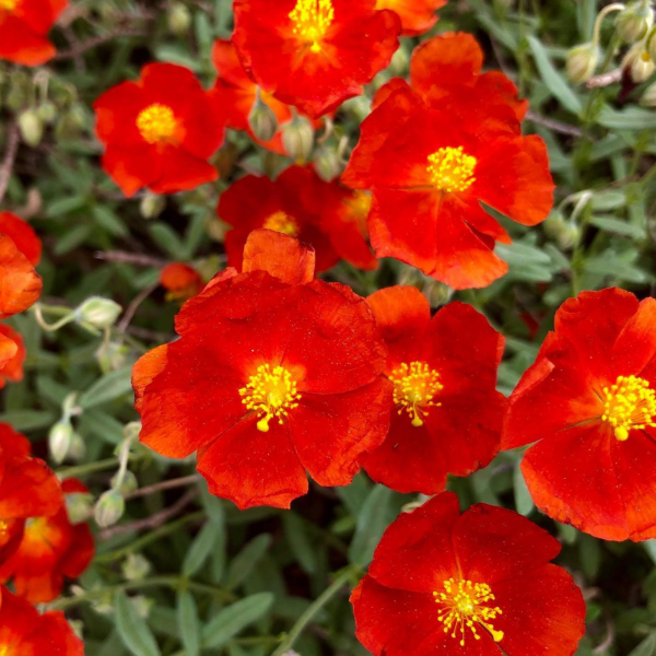 Producto - Helianthemum numularium "Henfield Brilliant" 0,75 L - 0
