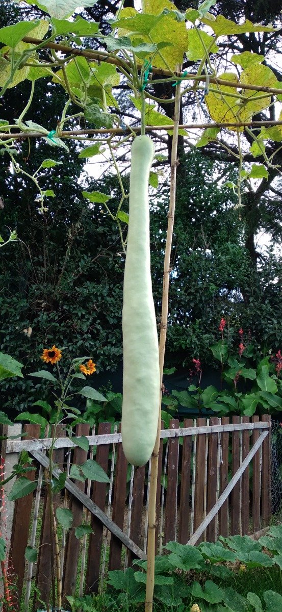 Producto - Semillas de calabaza cucuzza longa o (calabaza serpiente)