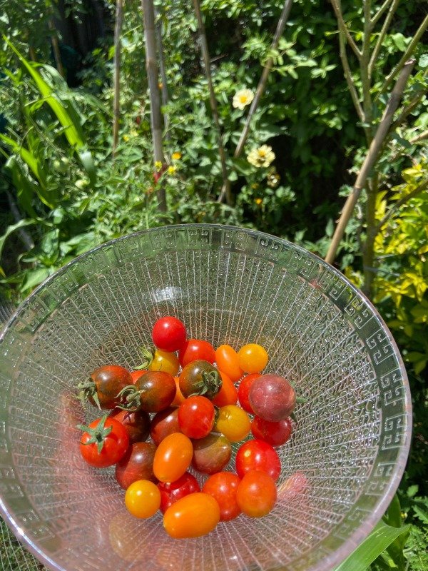 Producto - Semillas agroecologicas de cherry mix