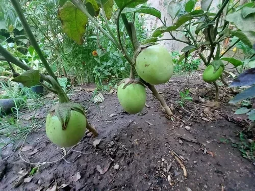 Producto - Berenjena Manzana Verde