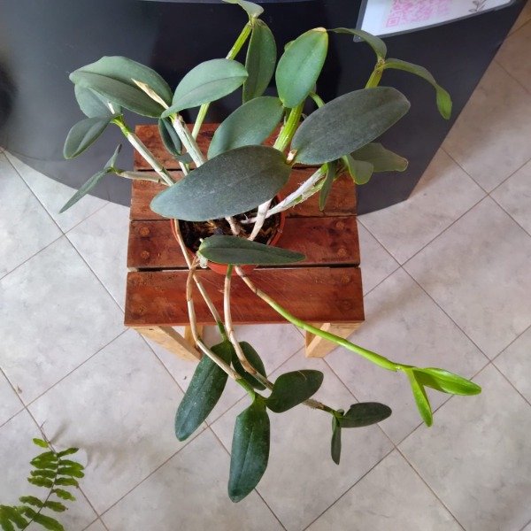 Producto - Cattleya Loddigesii - 3