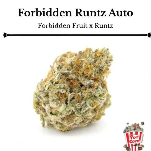 Producto - POTCORN FLAVORS FORBIDDEN RUNTZ