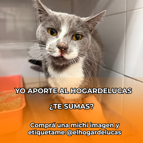 Producto - Michi imagen 04