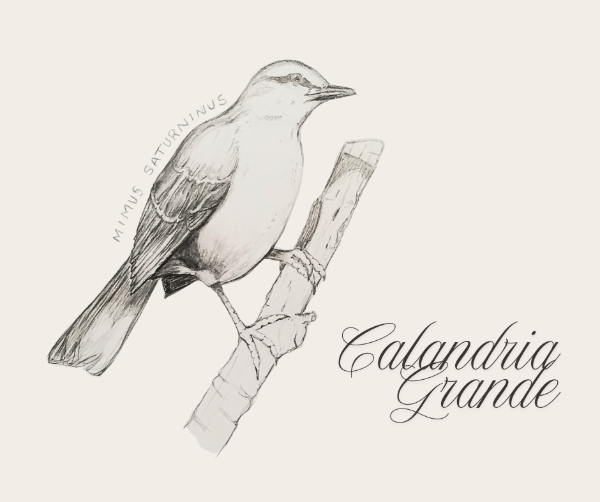 Producto - Ilustración Calandria grande