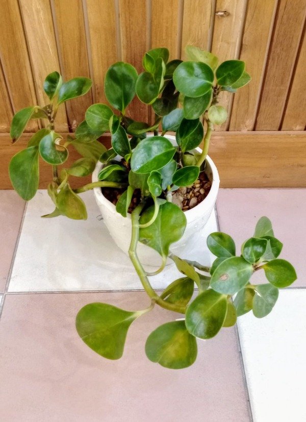 Producto - Macetas medianas y grandes con plantas