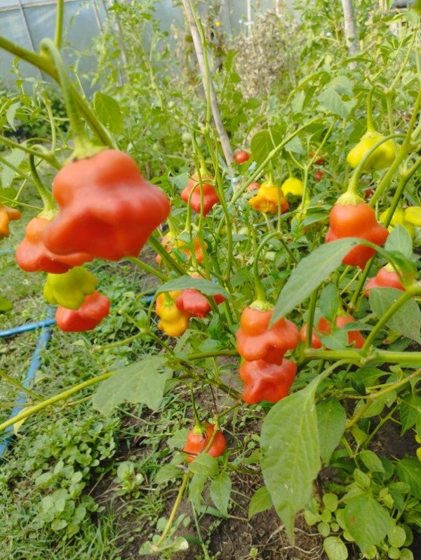 Producto - Ají campanita