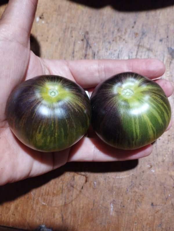 Producto - Tomate xanadu green