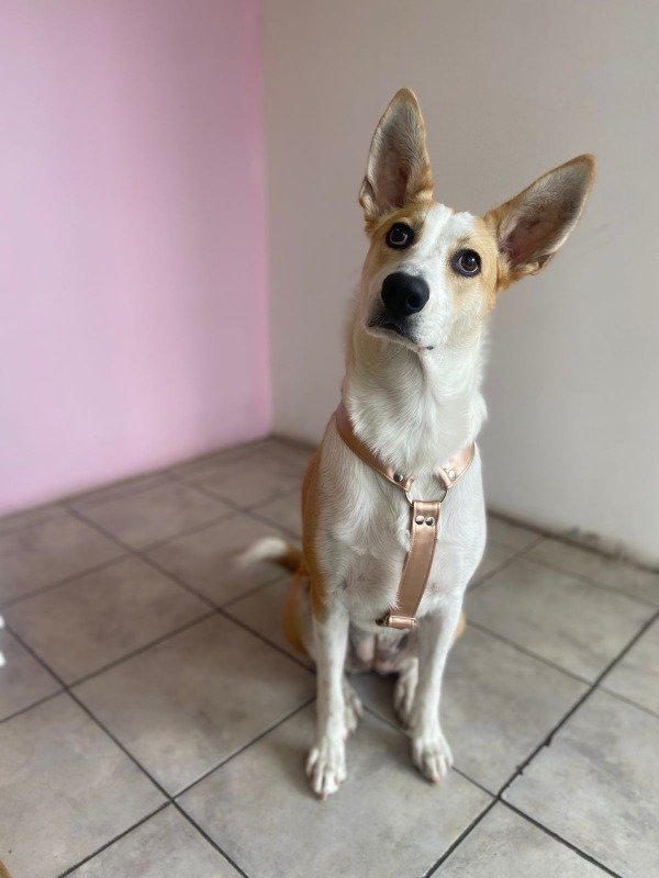 Producto - Pretal Ecocuero Gold Metalizado