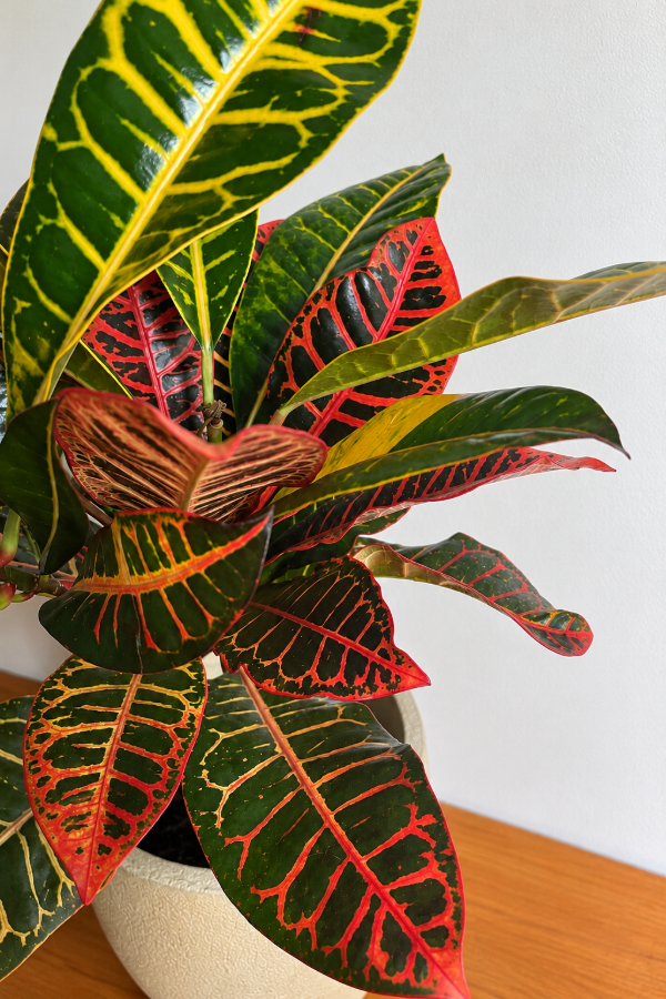 Producto - Croton Petra Mediano - 1