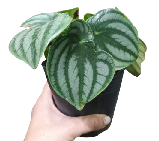 Producto - Peperonia Watermelon