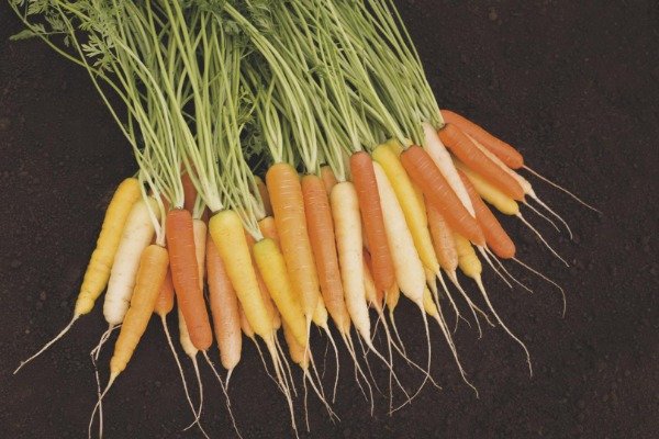 Producto - Semillas agroecologicas de zanahoria de colores