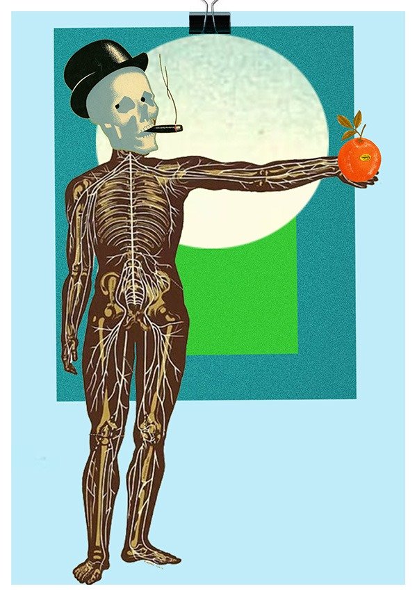 Producto - Anatomía