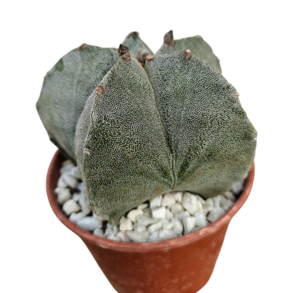 Miniatura de producto - 4