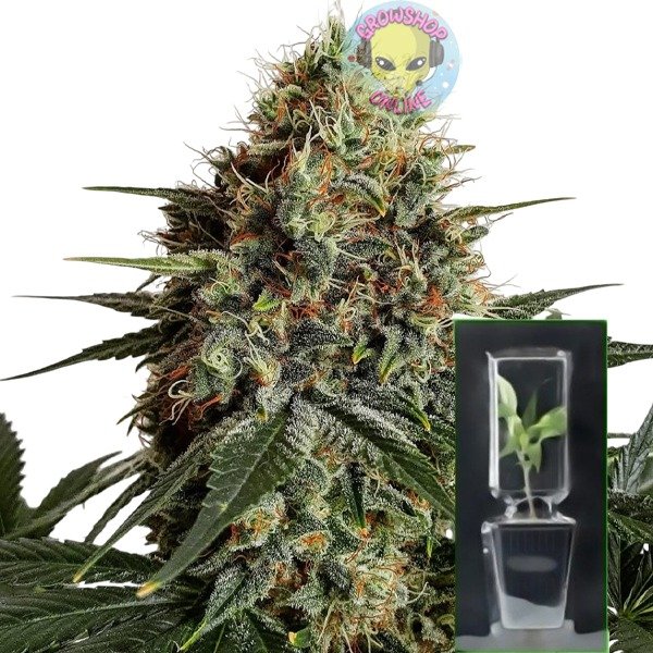 Producto - Esqueje Gorila x Loco Yorsh - Satélite