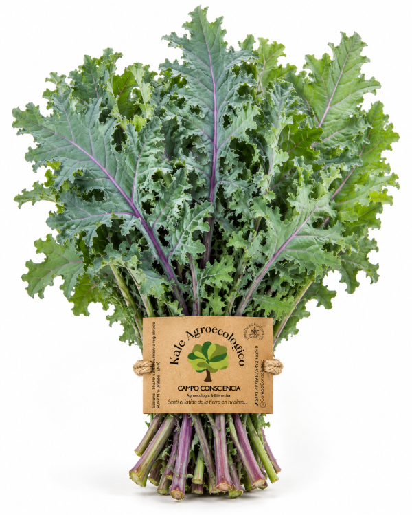 Producto - Kale Agroecológico - Presentación Atado - 0