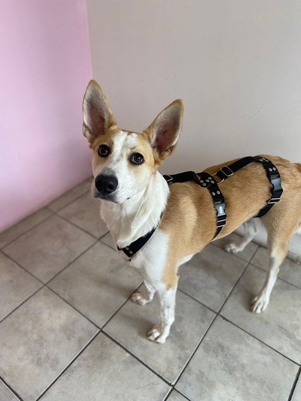 Producto - Pretal en H Triple agarre Cordura Negro