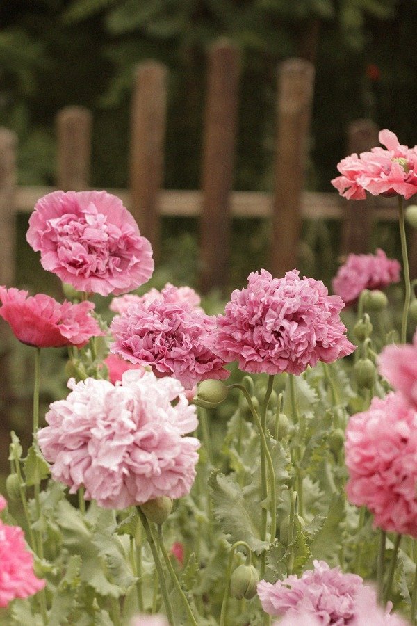 Producto - Amapola Real "Belle Époque"