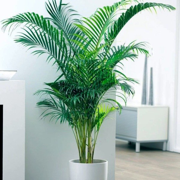 Producto - Areca