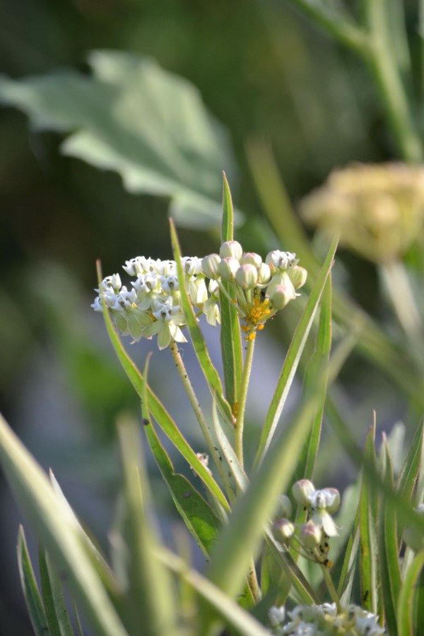 Producto - Yerba de la víbora - Asclepias mellodora