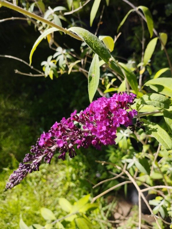 Producto - Buddleia davidii - 1