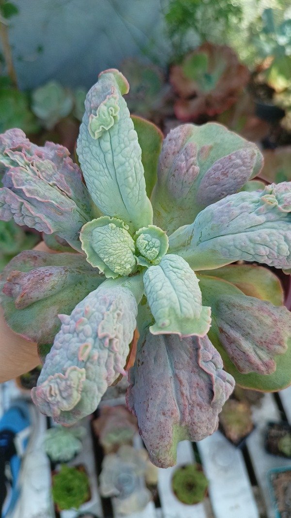 Producto - Echeverría Linguas