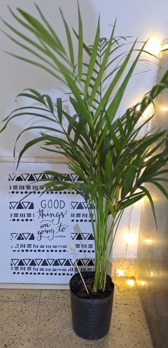Producto - Palmera Areca 1m