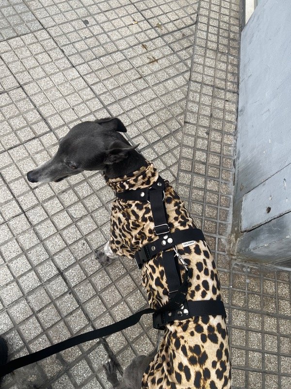 Producto - Pretal triple agarre CORDURA