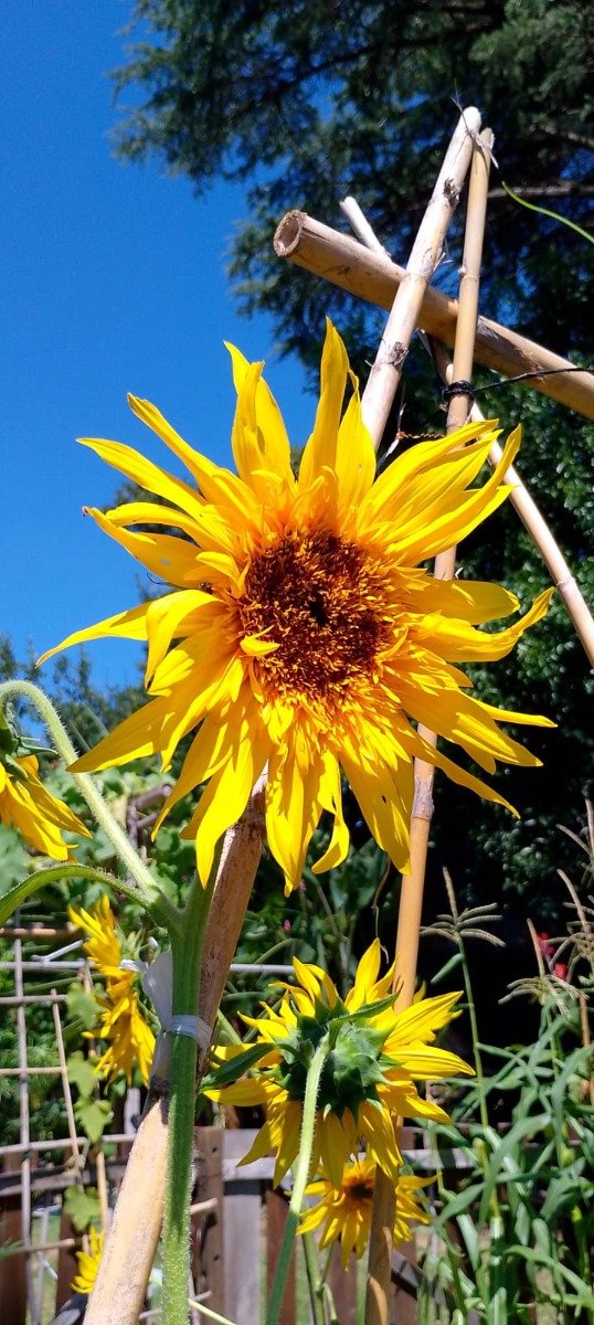 Producto - Semillas de girasol Astra gold