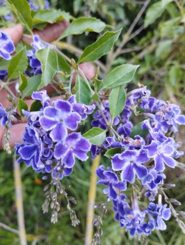 Producto - Duranta erecta