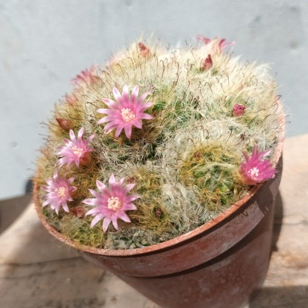 Producto - Mammillaria glochidiata - 2