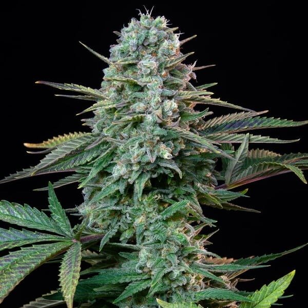 Producto - Wedding crasher Royal Queen Seeds