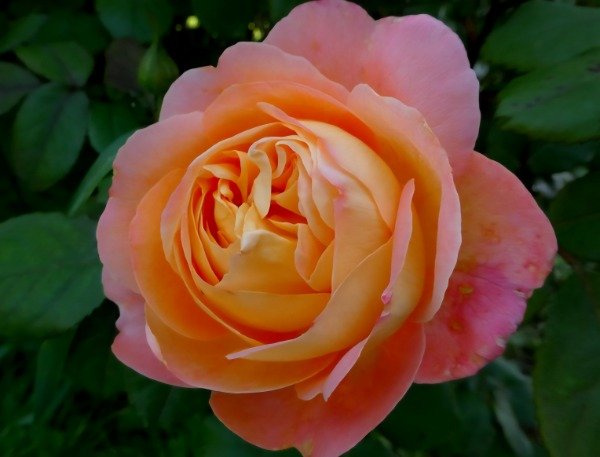 Producto - Lady Emma Hamilton