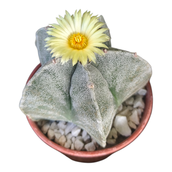 Producto - Astrophytum myriostigma M11