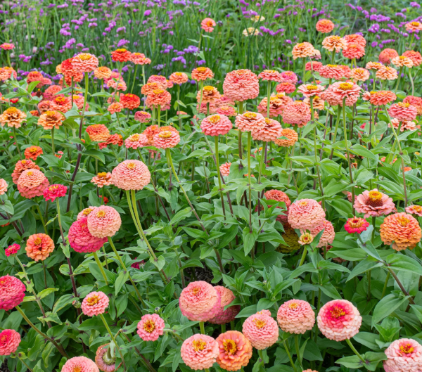 Producto - Zinnia Elegans Oklahoma Salmon - 5