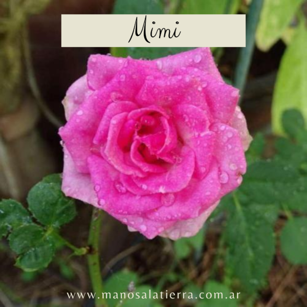Producto - Rosal Mimi