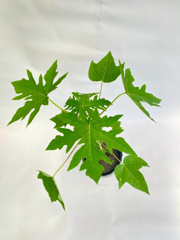 Producto - Papaya en maceta de 3 LT