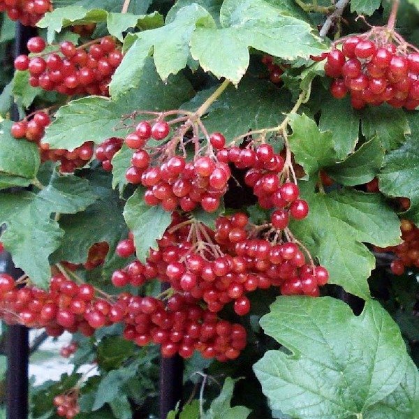 Producto - Zarzaparrilla x 100 Gr.