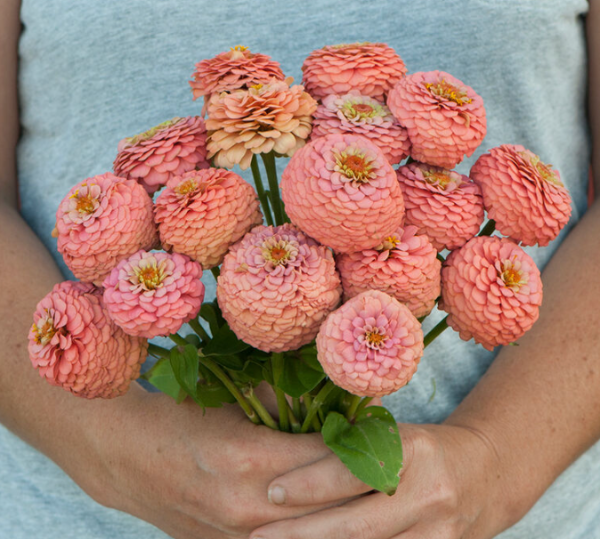 Producto - Zinnia Elegans Oklahoma Salmon - 4