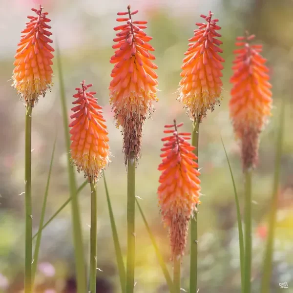 Producto - 30 Semillas Kniphofia uvaria